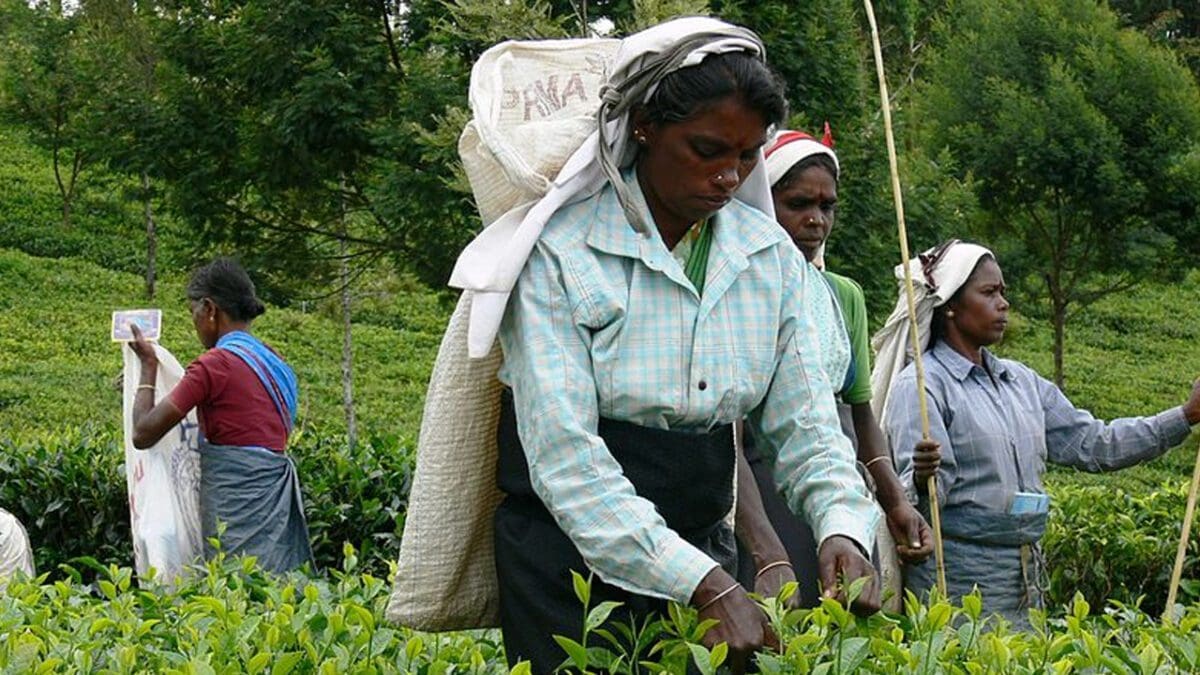 பெருந்தோட்ட தொழிலாளர்களுக்காக உருவாகும் தனிச் சட்டம்!!!