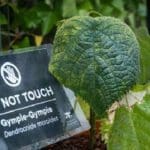 பிரித்தானியாவில் இந்த செடியை தொட்டால் மரணம்