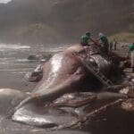 இறந்த திமிங்கலத்தின் வயிற்றில் மிதக்கும் தங்கம்!