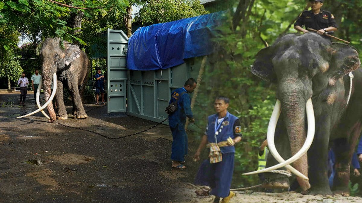 முத்துராஜா யானையின் உடல்நிலை குறித்து வெளியான வைத்திய அறிக்கை