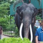 இலங்கையில் பராமரிப்பு இல்லை! தன் நாட்டுக்கே செல்ல விமான நிலையம் வந்த யானை