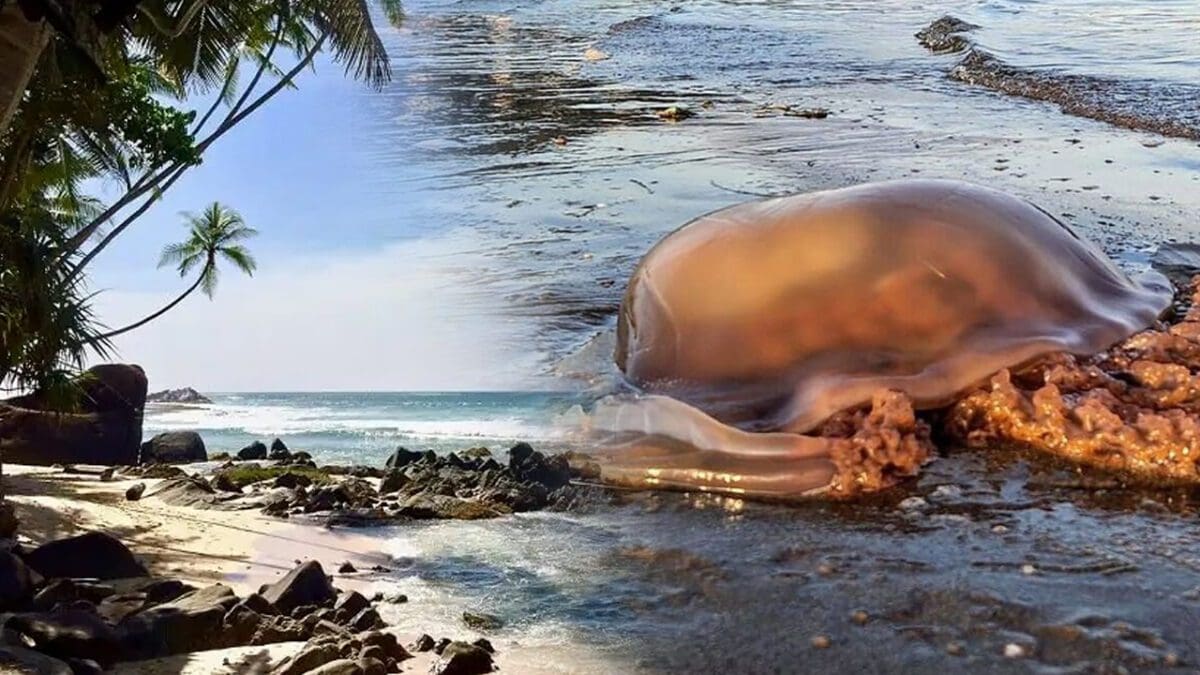 கொழும்பு புறநகர் கடற்கரையில் காத்திருக்கும் ஆபத்து