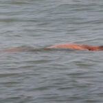 பருத்தித்துறை கடற்கரையில் கரையொதுங்கிய சடலம்