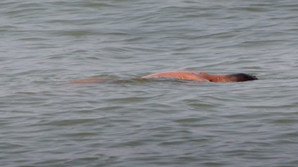 பருத்தித்துறை கடற்கரையில் கரையொதுங்கிய சடலம்