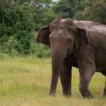 வெளிநாட்டு பெண்ணுக்கு அதிர்ச்சி கொடுத்த யானை