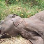 திருகோணமலையில் யானை மரணம்: தீவிர விசாரணை ஆரம்பம்