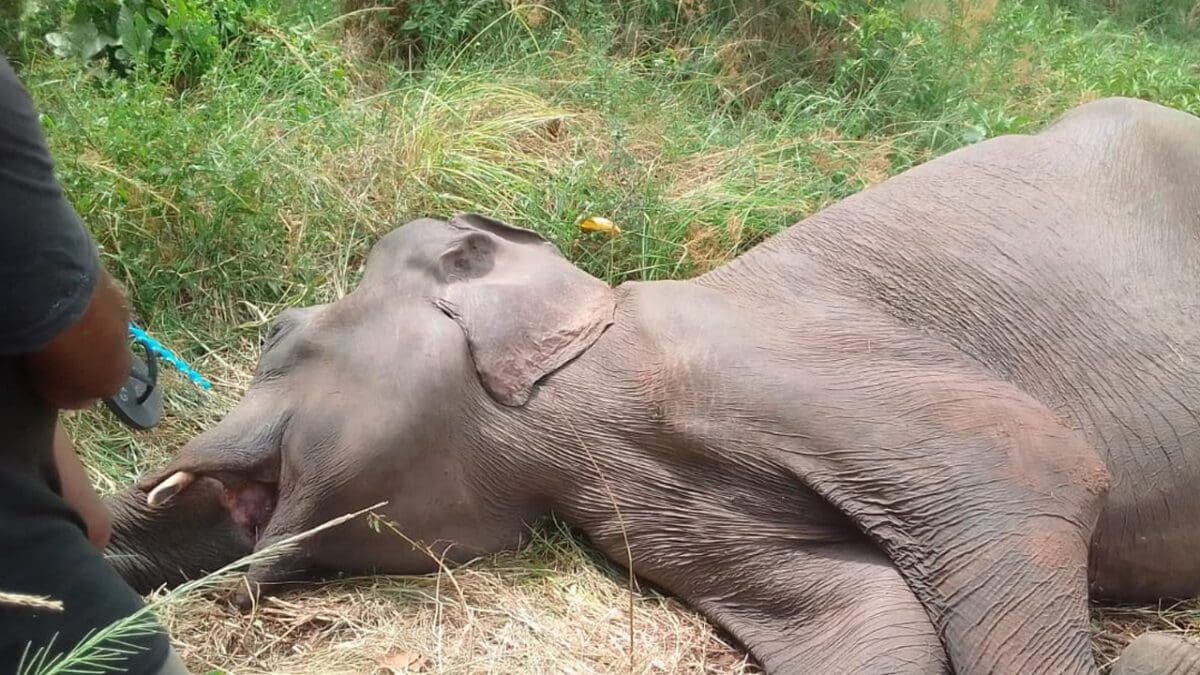 திருகோணமலையில் யானை மரணம்: தீவிர விசாரணை ஆரம்பம்