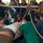 தாய்லாந்தில் சிகிச்சை பெறும் முத்துராஜா யானை