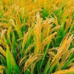 நெல் கொள்வனவு தொடர்பில் எடுத்துள்ள தீர்மானம்