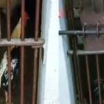 சேவலை சிறையில் அடைத்த பொலிஸார்!