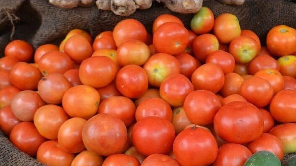 தக்காளியை பாதுகாக்க ரூ.22 ஆயிரம் செலவில் சிசிடிவி கேமரா