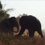 இலங்கையில் நடந்த மிக அரிய யானை சண்டை