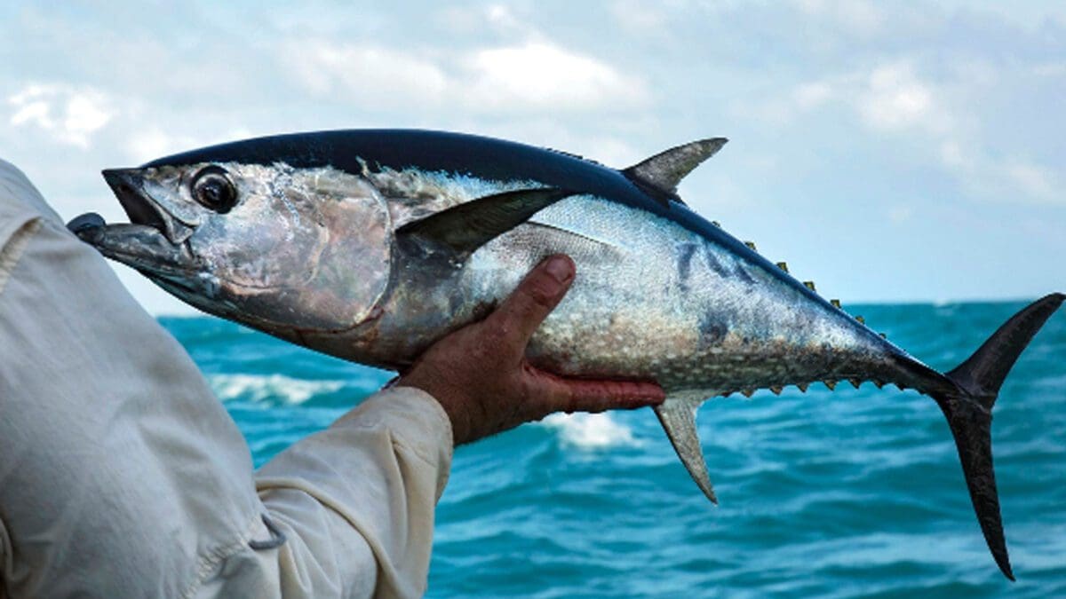 செமன் மீன் சாப்பிடும் மக்களுக்கு எச்சரிக்கை