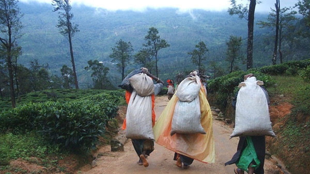 200 ஆண்டுகளாக மலையக தமிழரின் இரத்தத்தை உறிஞ்சும் இலங்கையர்கள்!