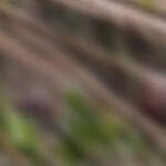 யாழில் சிசுவின் சிதைவடைந்த உடற்பாகம் மீட்பு!