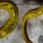 பொலன்னறுவையில் அரிய வகை மீன்