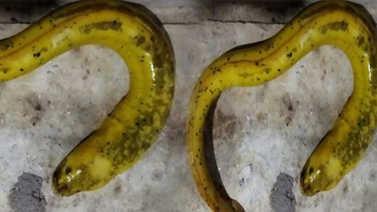 பொலன்னறுவையில் அரிய வகை மீன்