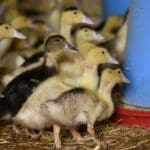 8d07038a ed73 4a54 bfc2 52ca2e02ffb8 0