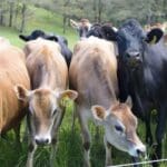 1732595417 1732590901