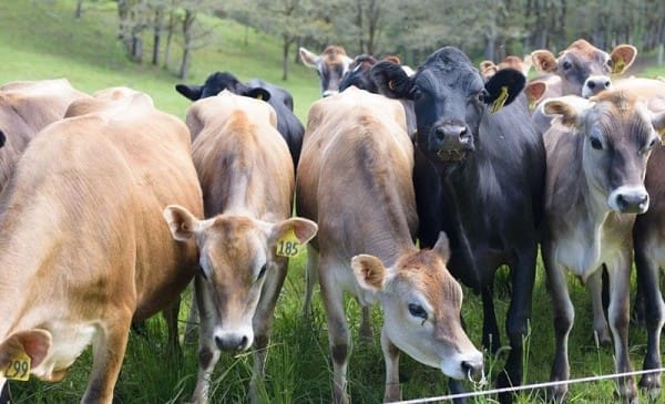 1732595417 1732590901