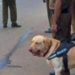 articles fceNd2CF2QyRO3rPtQeL