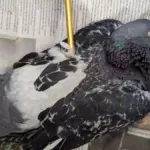 0 pigeon crossbow bolt