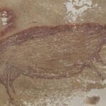 116511320 indoncavepig