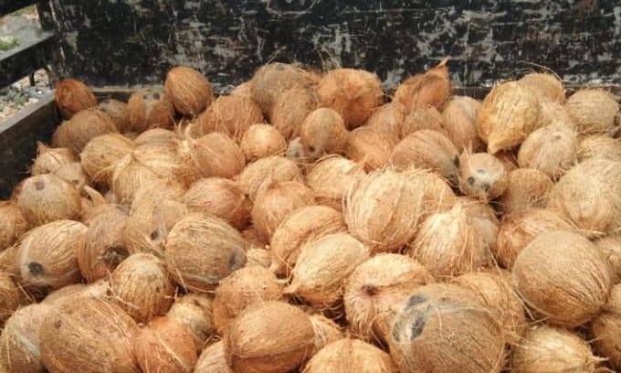 Coconut Daily Ceylon