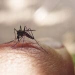 asian tiger mosquito
