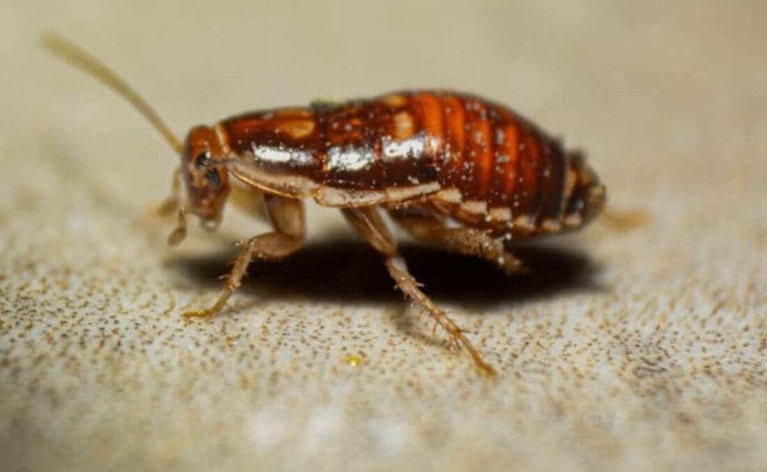 7l7ab4lg cockroach 625x300 21 October 25