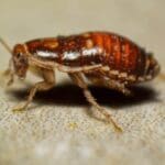 7l7ab4lg cockroach 625x300 21 October 25