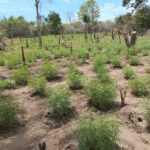 Cannabis Udawalale Park