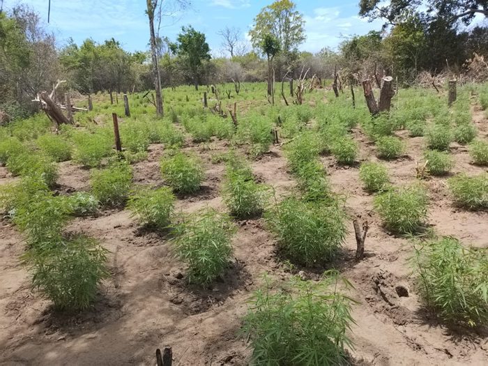 Cannabis Udawalale Park