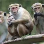 articles2F7lSSLWF0563IwNNsP4gM