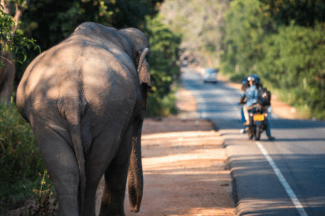 சீகிரியாவில் சோகம்: காட்டு யானை தாக்கியதில் ஹங்கேரி நாட்டுச் சுற்றுலாப் பயணி பலி! 1 image 1200x800 13
