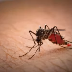 world dengue day 5 ways to prevent dengue according to expert