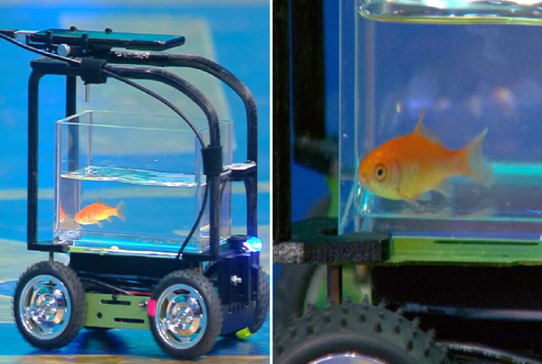 தங்கமீனின் வினோத கின்னஸ் உலக சாதனை: காரை ஓட்டிச் சென்று அசத்திய 'பிளப்'! 1 02 24