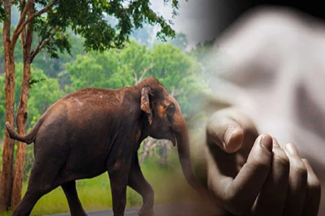 மட்டக்களப்பு சின்னப்புல்லுமலை பகுதியில் காட்டு யானை தாக்குதல்: 59 வயதுடைய நபர் உயிரிழப்பு! 1 02 7