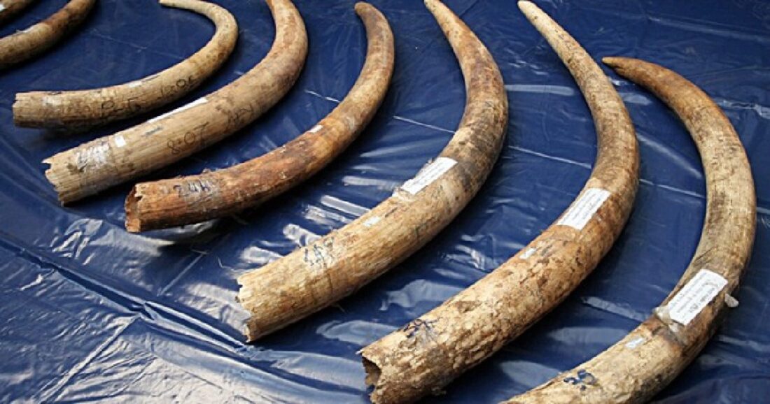 Elephant Tusks 1
