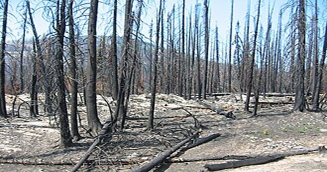 Forest fire d