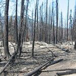 Forest fire d
