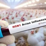 Bird flu