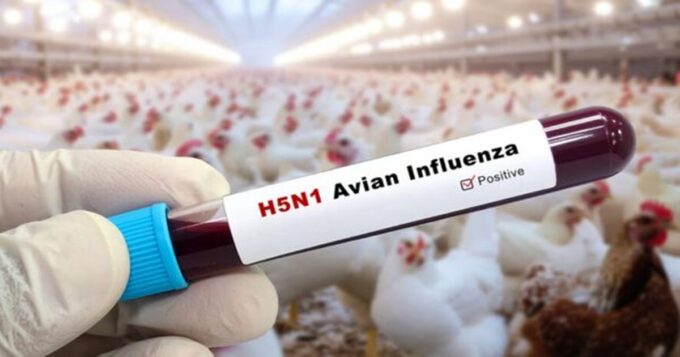 Bird flu