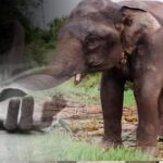 காட்டு யானை தாக்கியதில் ஒருவர் பலி