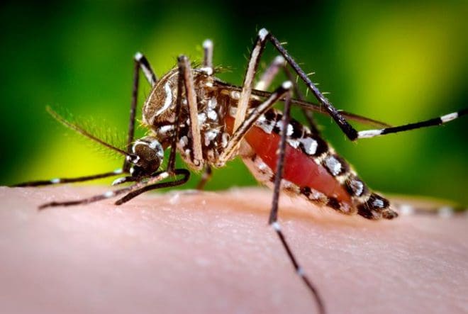 டெங்கு கட்டுப்பாடு வாரம்!! 1 20090427 dengue