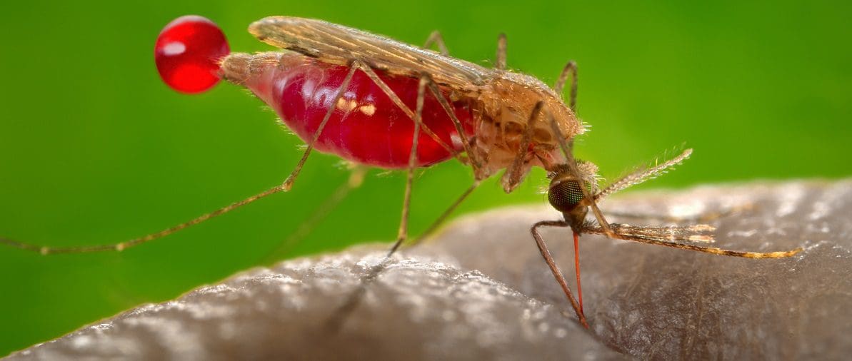 வெளிநாட்டிலிருந்து திரும்பிய இளைஞனுக்கு மலேரியா! 1 malaria