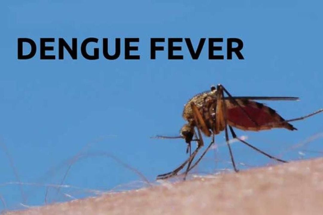 சத்தமின்றி அதிகரிக்கும் டெங்கு! 1 dengue fever 1