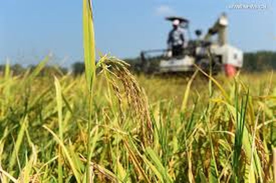 யாழ் மாவட்ட விவசாய அறுவடைக்கு 1,655,202.84 லீற்றர் மண்ணெண்ணை தேவை : இந்தியாவிடம் கோரிக்கை 4 images