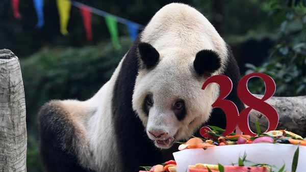 உலகின் வயதான ஆண் பாண்டா கரடி உயிரிழப்பு! 1 panda 1608643069