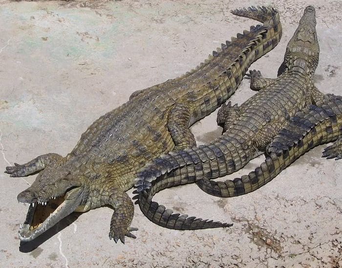முதலையை திருமணம் செய்துகொண்ட அமெரிக்க மேயர்! - அதிரவைக்கும் காரணம் 1 vikatan 2019 06 862a57e9 c074 42fe 8621 4672ca715dec NileCrocodile